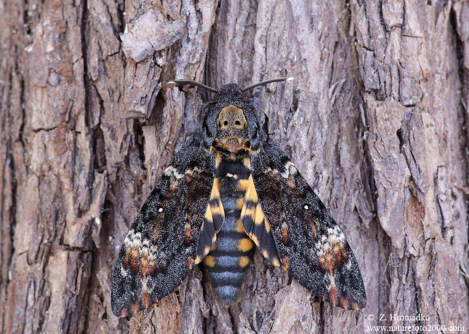 Death's-head Hawk-moth, Acherontia atropos (Butterflies, Lepidoptera)
